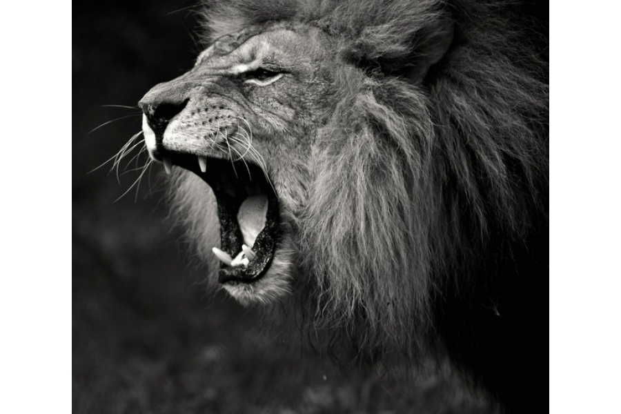 Hero Splendor Plus for Sale