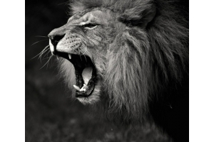 Hero Splendor Plus for Sale